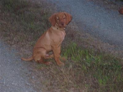 Vizsla Puppies for Sale