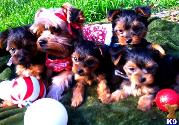 Puppies in Arroyo grande