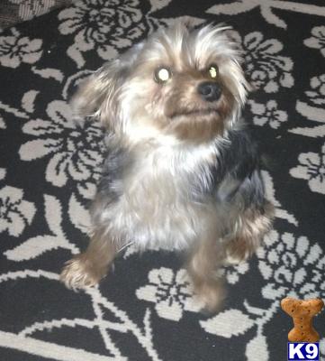 Stud Dogs - Yorkshire Terrier