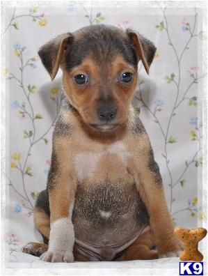 Rat Terrier Puppies for Sale