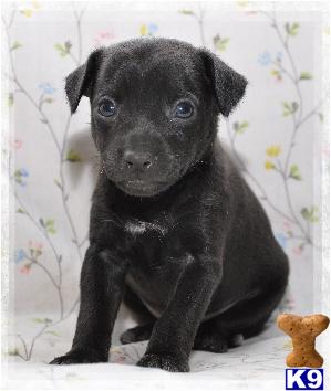 Rat Terrier Puppies for Sale