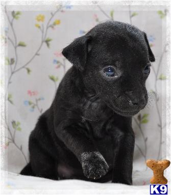 Rat Terrier Puppies for Sale