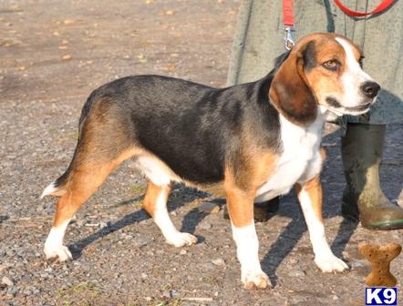 Dogs - Beagle