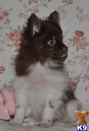 Pomeranian Rescue Florida