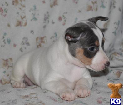 Rat Terrier Puppies