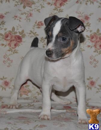 Rat Terrier Puppies