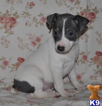 Rat Terrier Puppies