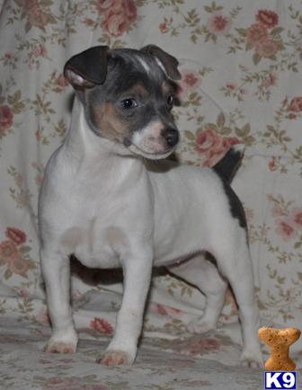 Rat Terrier Puppies