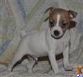 Rat Terrier