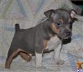 Rat Terrier