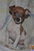 Rat Terrier