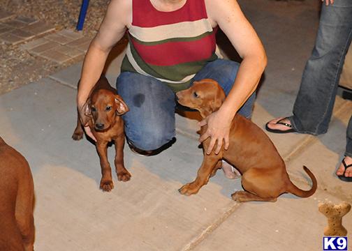 Redbone Coonhound  Puppies