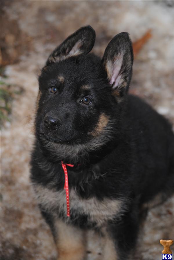Puppies in MD