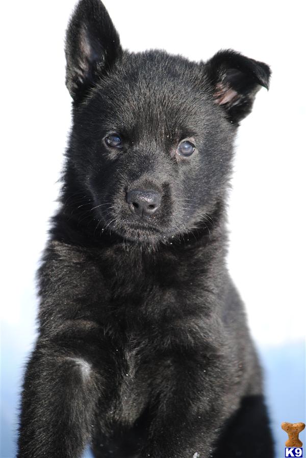german shepherd puppies md document moved german shepherd puppies md document moved
