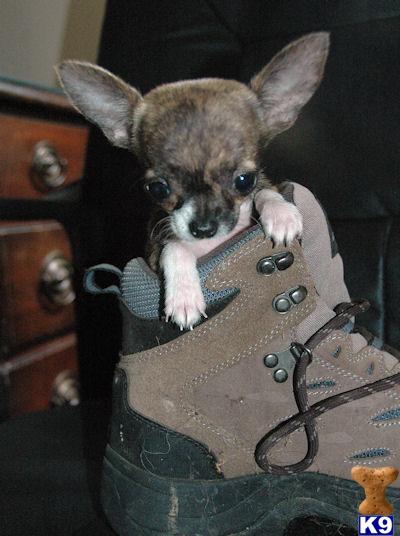 Puppies in Carlisle