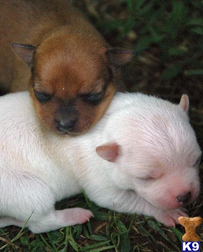 Puppies in Carlisle