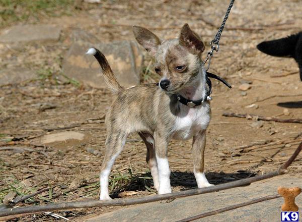 Stud Dogs - Chihuahua