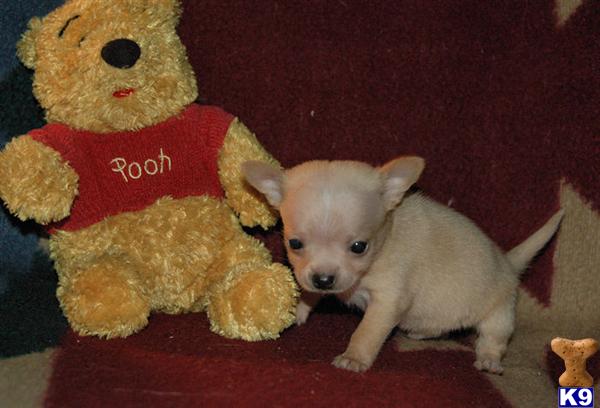 golden retriever puppies malta golden retriever puppies for sale malta breeds picture golden retriever puppies malta golden retriever puppies for sale malta breeds picture
