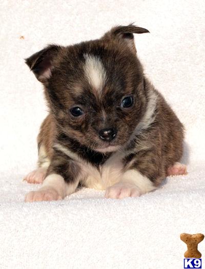 Puppies in Carlisle