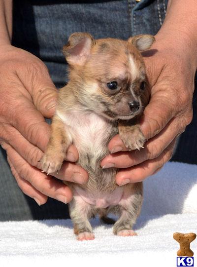 Puppies in Carlisle