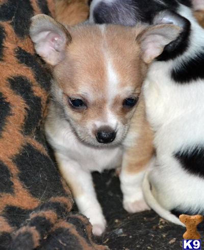 Puppies in Carlisle
