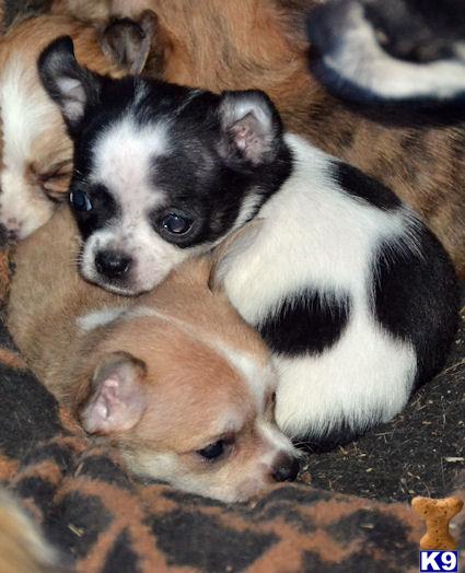 Puppies in Carlisle
