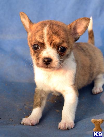 Puppies in Carlisle