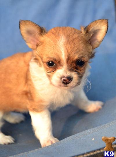 haired chihuahua puppies for sale in pa chihuahua puppies for sale in philadelphia breeds picture haired chihuahua puppies for sale in pa chihuahua puppies for sale in philadelphia breeds picture