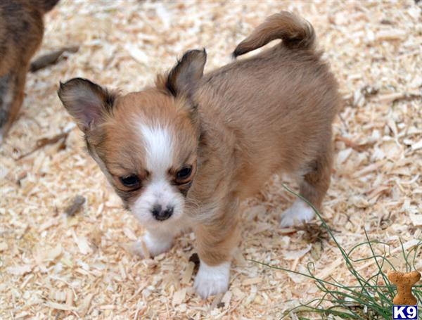 Puppies in Carlisle