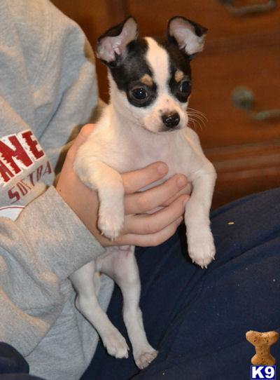 Puppies in Carlisle
