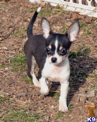 Puppies in Carlisle