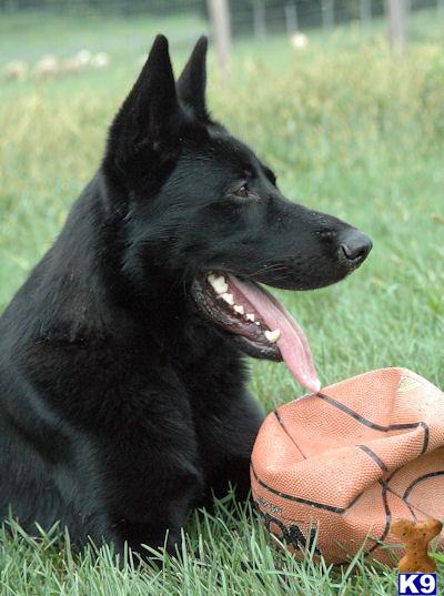 Dogs for Sale in PA