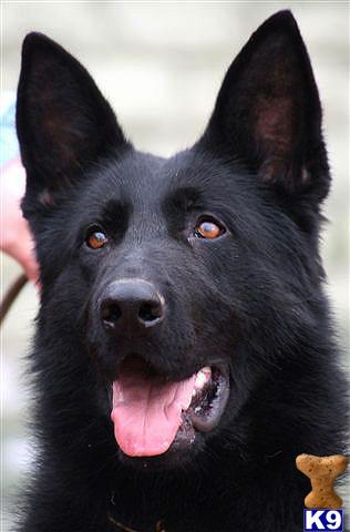 Dogs for Sale in PA