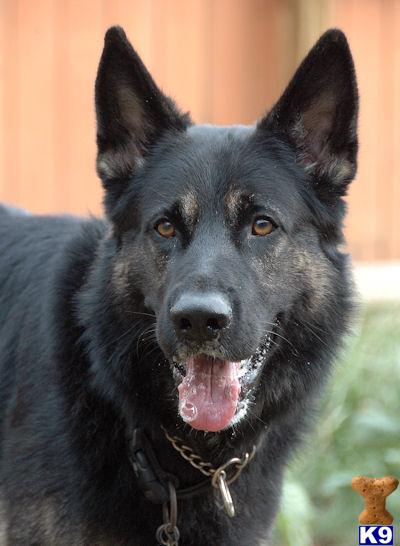 Dogs for Sale in PA