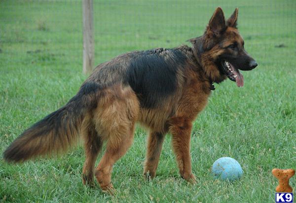 Rescue Dogs