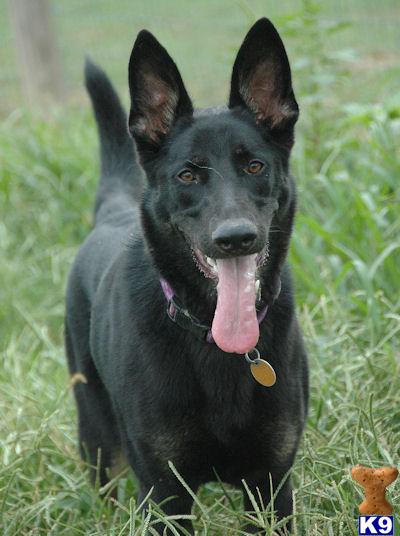 Rescue Dogs