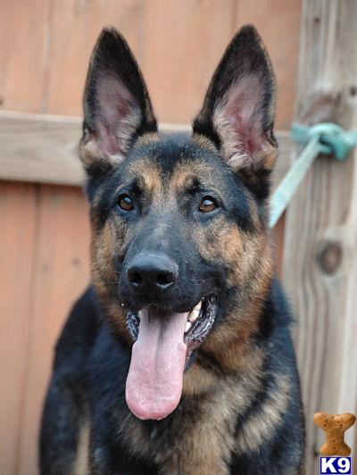 Rescue Dogs