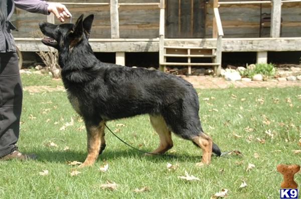 Dogs for Sale in PA