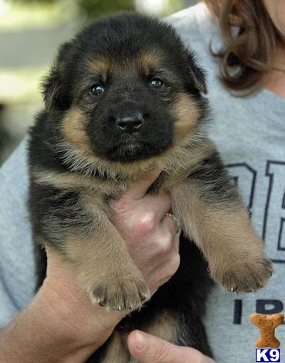Puppies in Carlisle