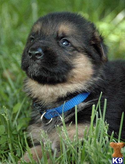 Puppies in Carlisle