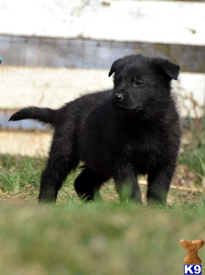 Puppies in Carlisle