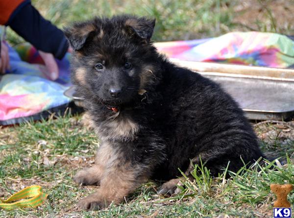 Puppies in Carlisle
