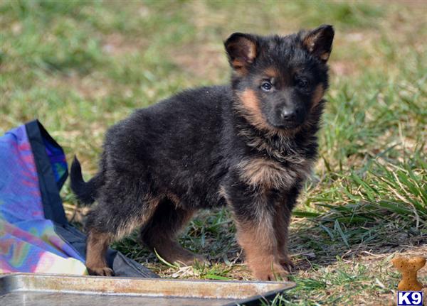 Puppies in Carlisle