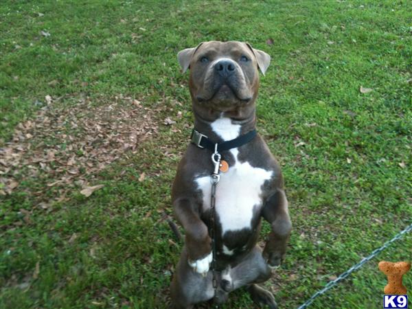 Stud Dogs in LA