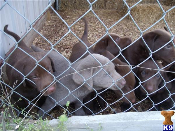 Labrador Retriever Puppies in IL