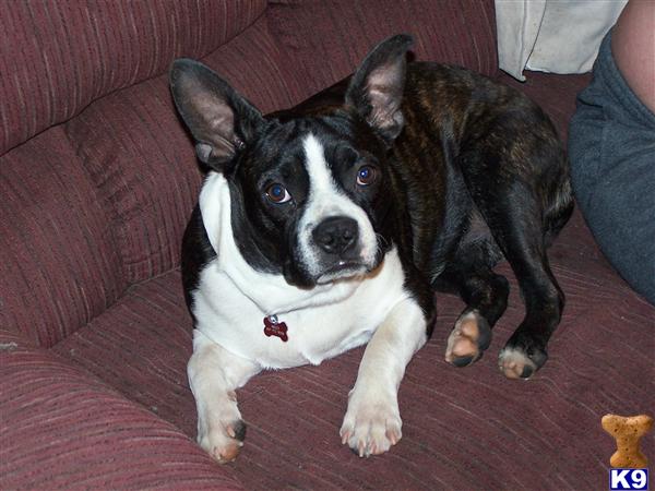 Stud Dogs - Boston Terrier