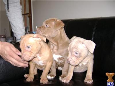 Puppies in MA