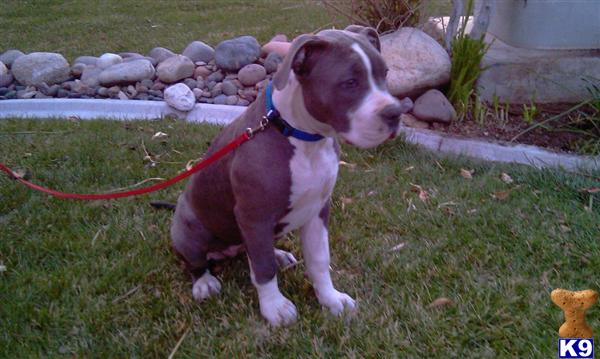 Puppies in NV