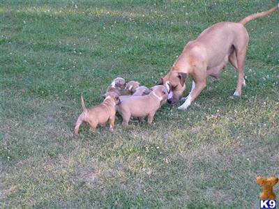 Rhodesian Ridgeback Puppies for Sale