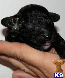 Spanish Water Dog Puppies for Sale